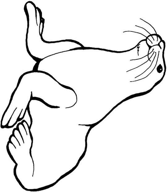 540x623 Leopard Seal Clipart Draw - Leopard Seal Drawing