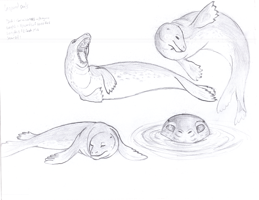 900x695 Leopard Seal Drawing Mewarnai Ollie The Otter - Leopard Seal Drawin...