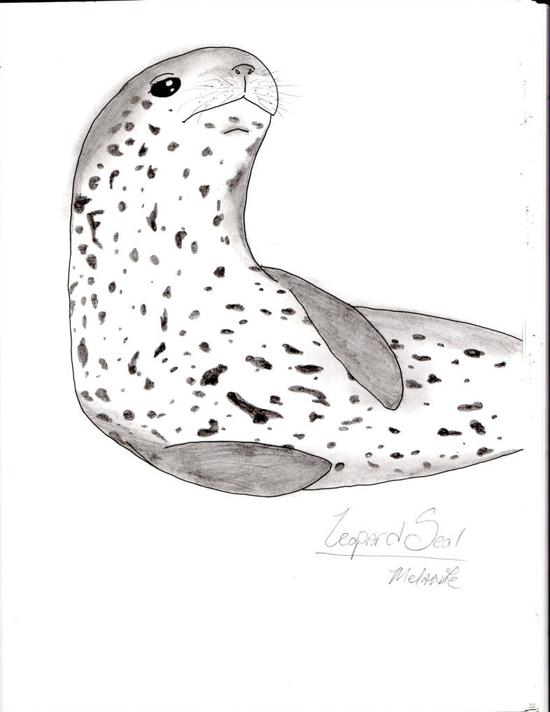 Leopard Seal Drawing at Explore collection of