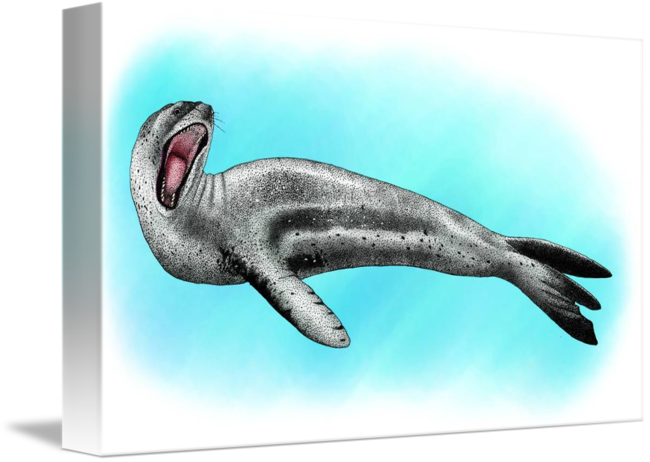 650x462 Leopard Seal - Leopard Seal Drawing