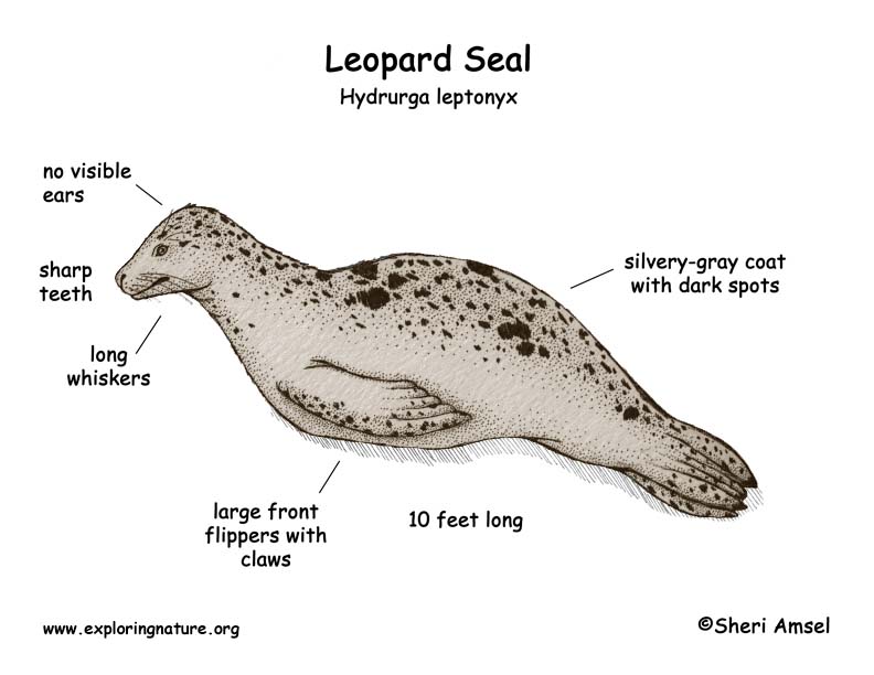 Aperance - Leopard Seal Drawing. 