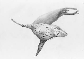 354x250 Leopard Seal - Leopard Seal Drawing