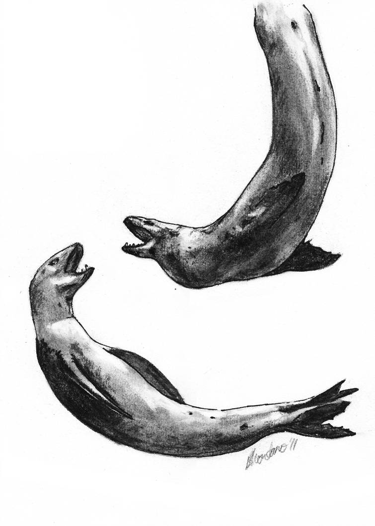 Leopard Seals - Leopard Seal Drawing. 