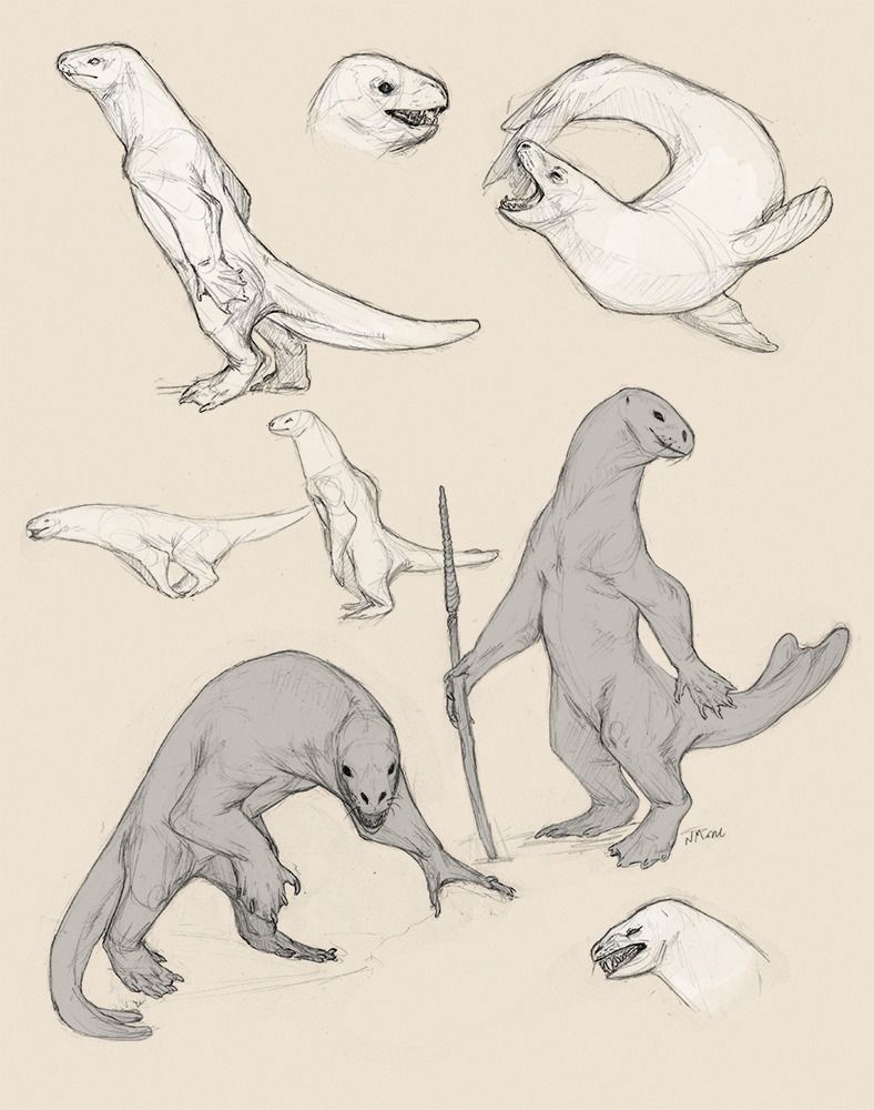 Wildlife In Creature Design - Leopard Seal Drawing. 