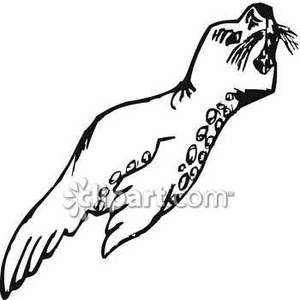 300x300 Black And White Leopard Seal - Leopard Seal Drawing