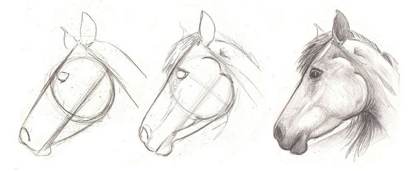 600x247 drawing lesson for beginner artists the proportions of a horse - Lesson Drawing