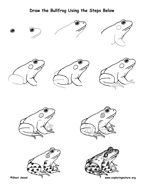 612x792 Frog - Lesson Drawing