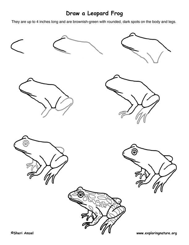 612x792 Frog - Lesson Drawing