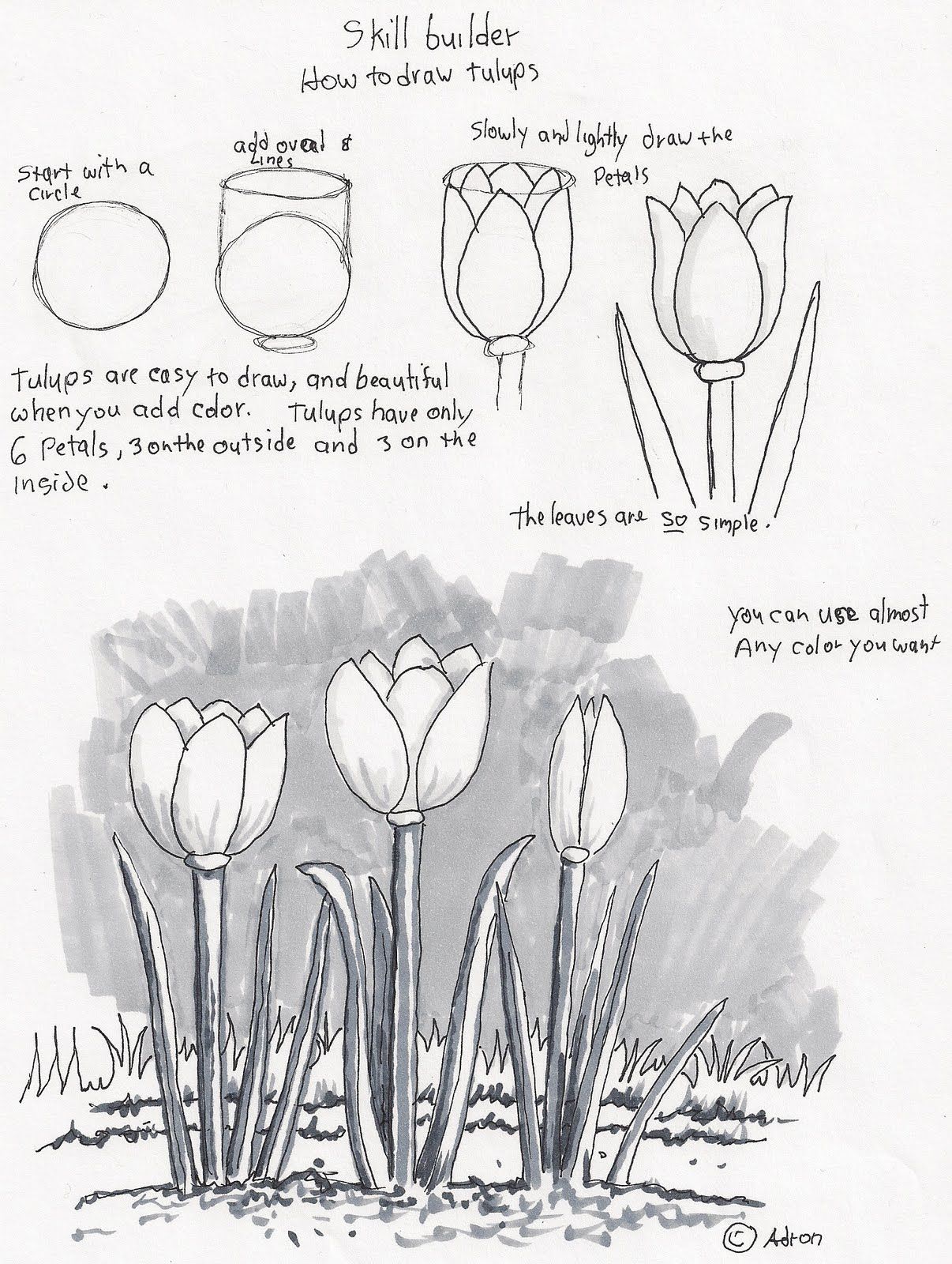 1206x1600 adron's art lesson plans how to draw tulips, a beginners drawing - Lesson Drawing