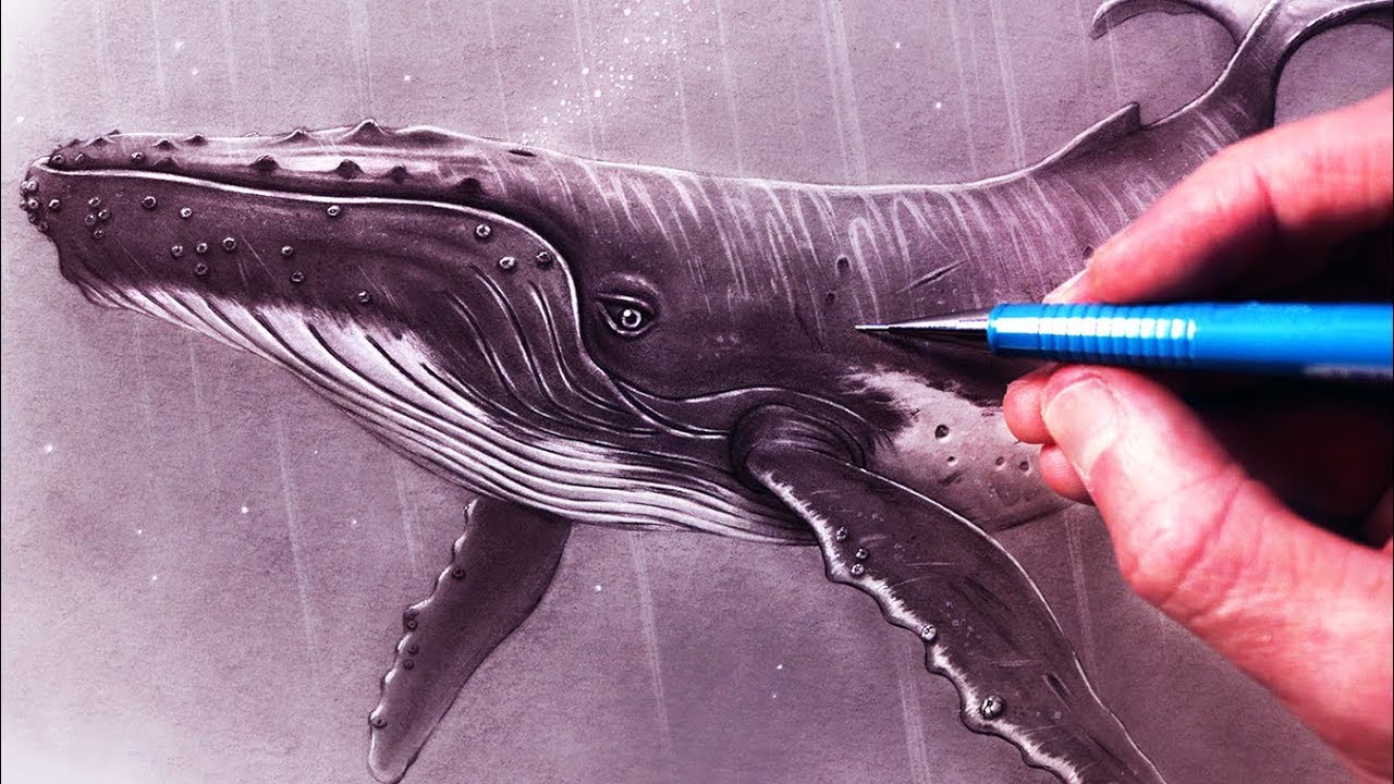 1280x720 How To Draw A Humpback Whale - Lethalchris Drawing