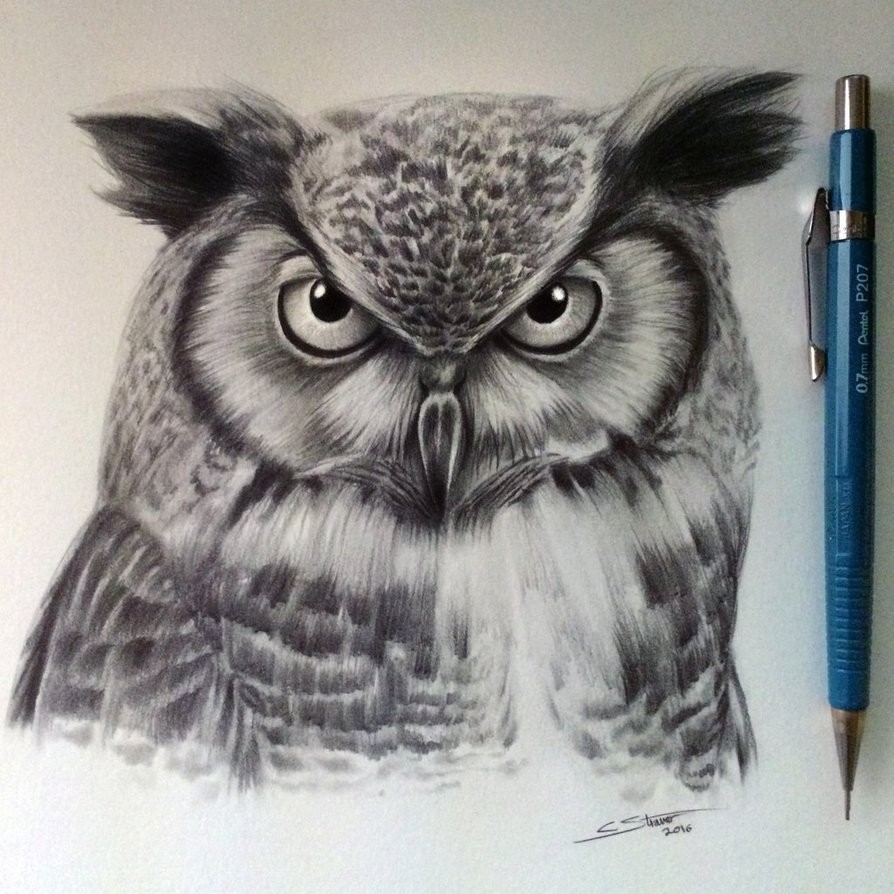894x894 Owl Drawing - Lethalchris Drawing