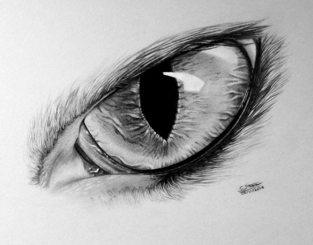 1024x800 Wolf Drawings Simple In Pencil Drawing Howling Outline Wolves - Lethalchris Drawing