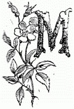 150x220 Drop Cap M Drawing - Letter M Drawing