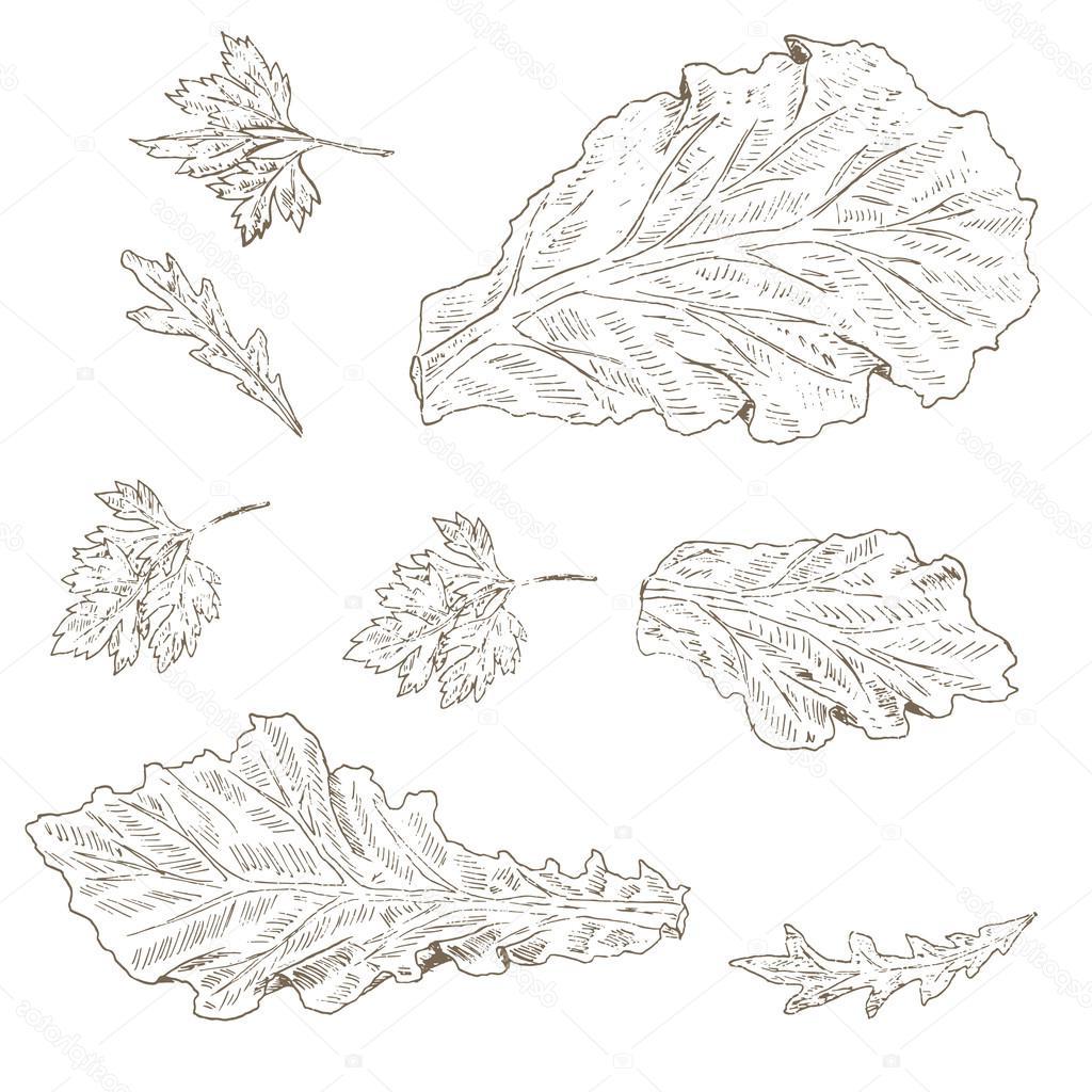 Lettuce Drawing at Explore collection of Lettuce