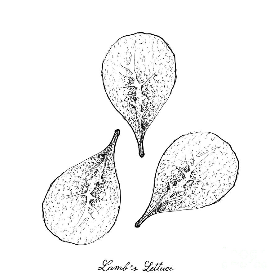 900x900 hand drawn of lamb's lettuce on white background drawing - Lettuce Drawing