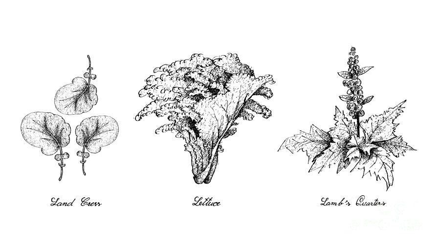 900x506 hand drawn of land cress, lettuce and lamb's quarters drawing - Lettuce Drawing