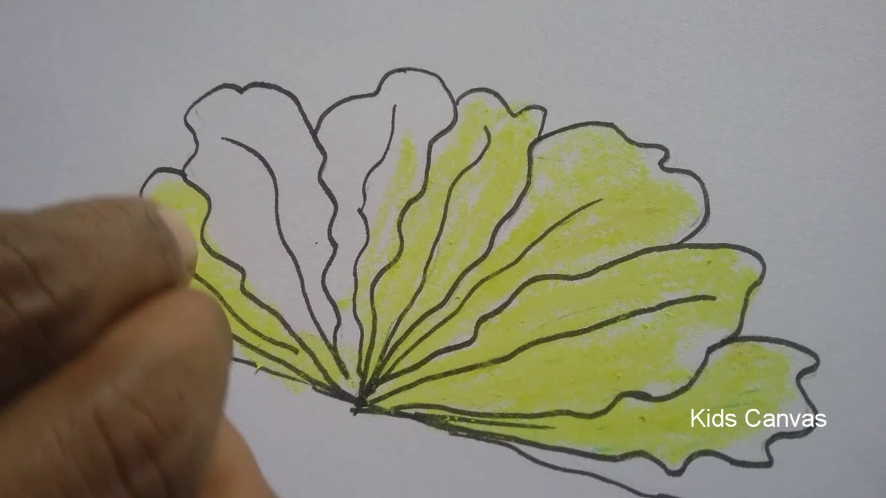 1280x720 how to draw lettuce l leafy vegetables l very easy drawing - Lettuce Drawing