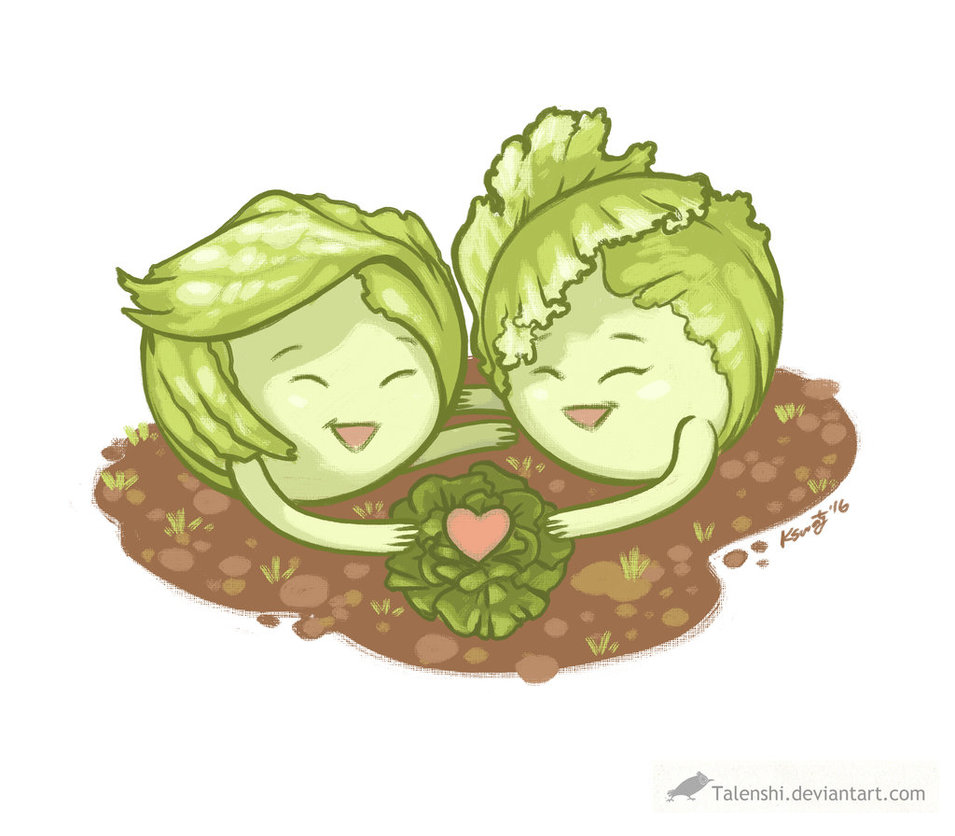 Lettuce Drawing at Explore collection of Lettuce