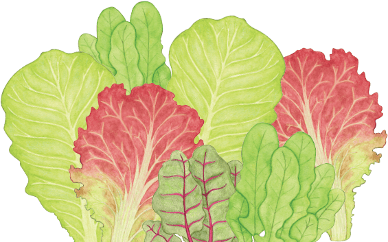 Lettuce Drawing At PaintingValley Com Explore Collection Of Lettuce   Lettuce Drawing 23 