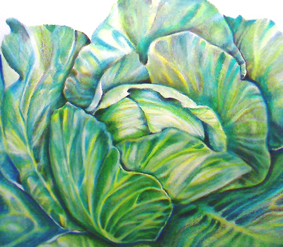 900x786 lettuce drawing - Lettuce Drawing