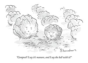 300x215 lettuce drawings fine art america - Lettuce Drawing