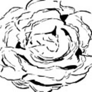 180x180 outlined bibb lettuce drawing framed print - Lettuce Drawing