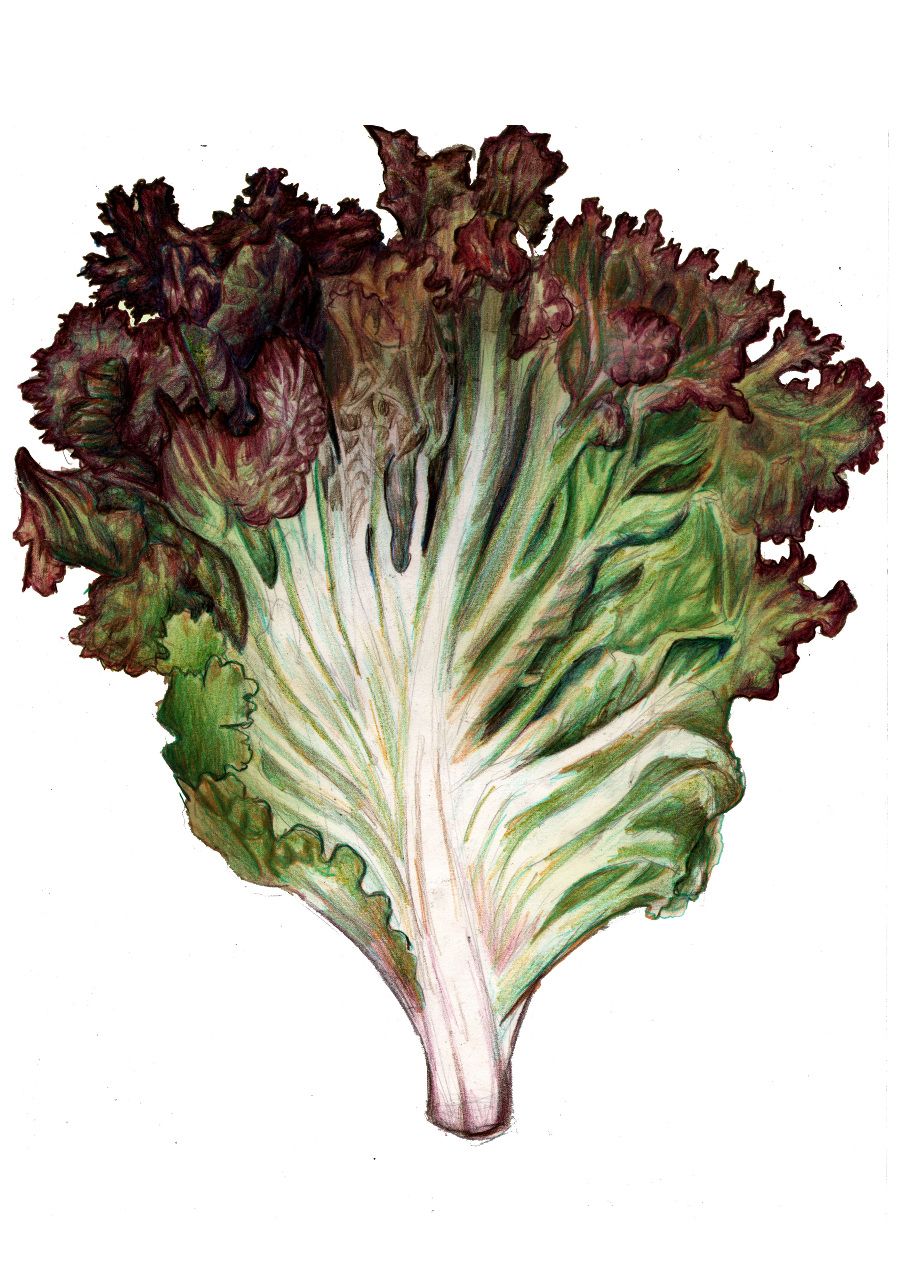 900x1268 piece of lettuce drawing red lettuce fantasy food food - Lettuce Drawing