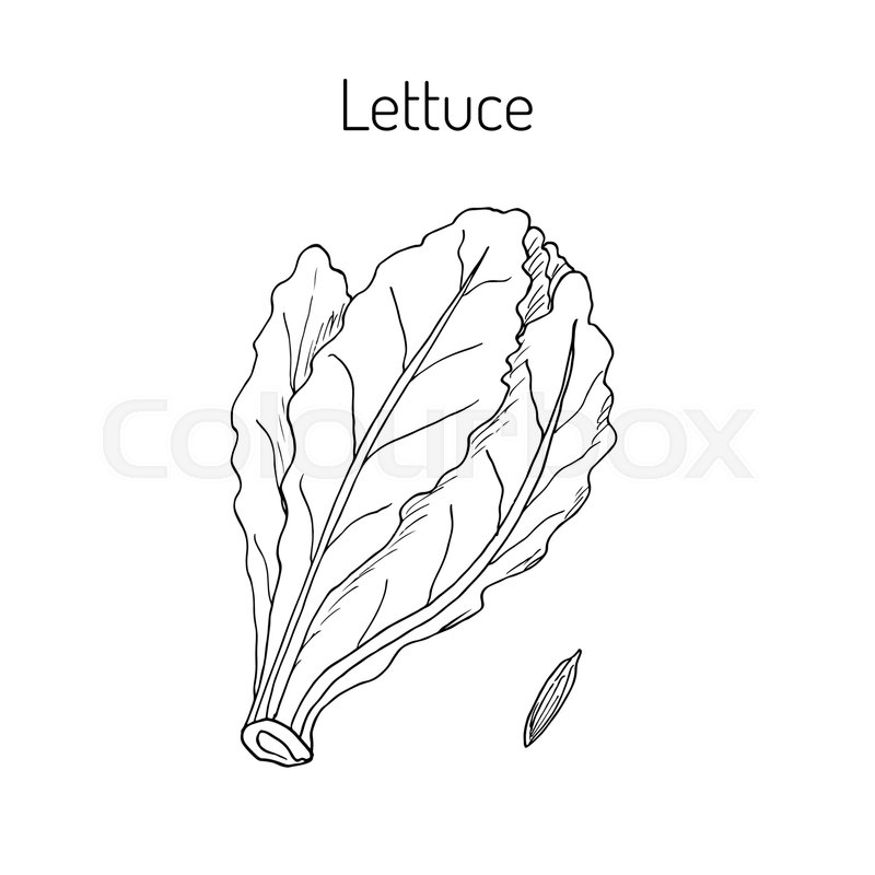 Lettuce Drawing at PaintingValley.com | Explore collection of Lettuce