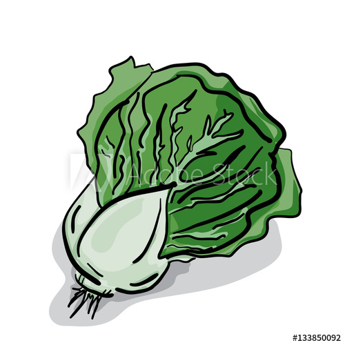 500x500 vegetable lettuce drawing graphic design - Lettuce Drawing