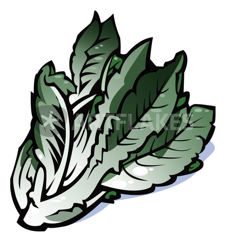 747x800 vegetables series lettuce drawing art prints and posters - Lettuce Drawing