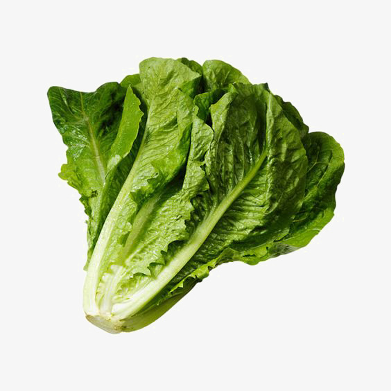 564x564 bun with lettuce, cabbage board, creative drawing, chinese cabbage - Lettuce Drawing