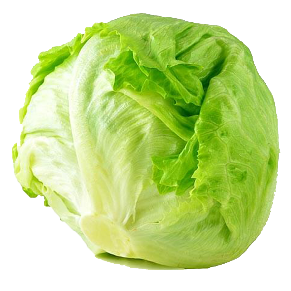 Lettuce Drawing at PaintingValley.com | Explore collection of Lettuce ...