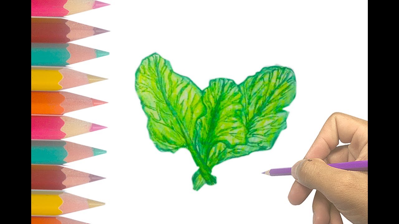 Amazing How To Draw Lettuce of the decade Learn more here 
