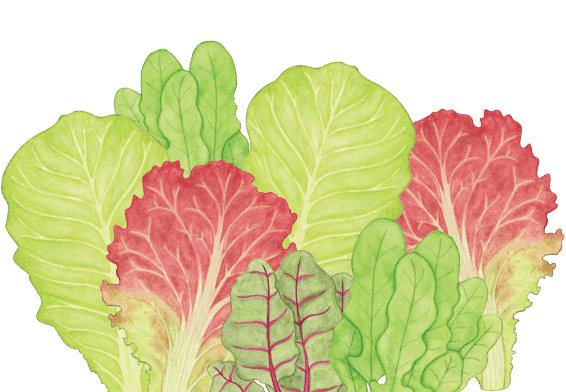 566x392 lettuce drawing transparent png clipart free download - Lettuce Leaf Drawing