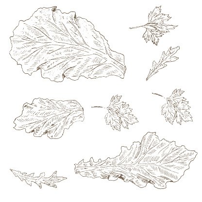 416x416 lettuce leaf, arugula stock vectors - Lettuce Leaf Drawing