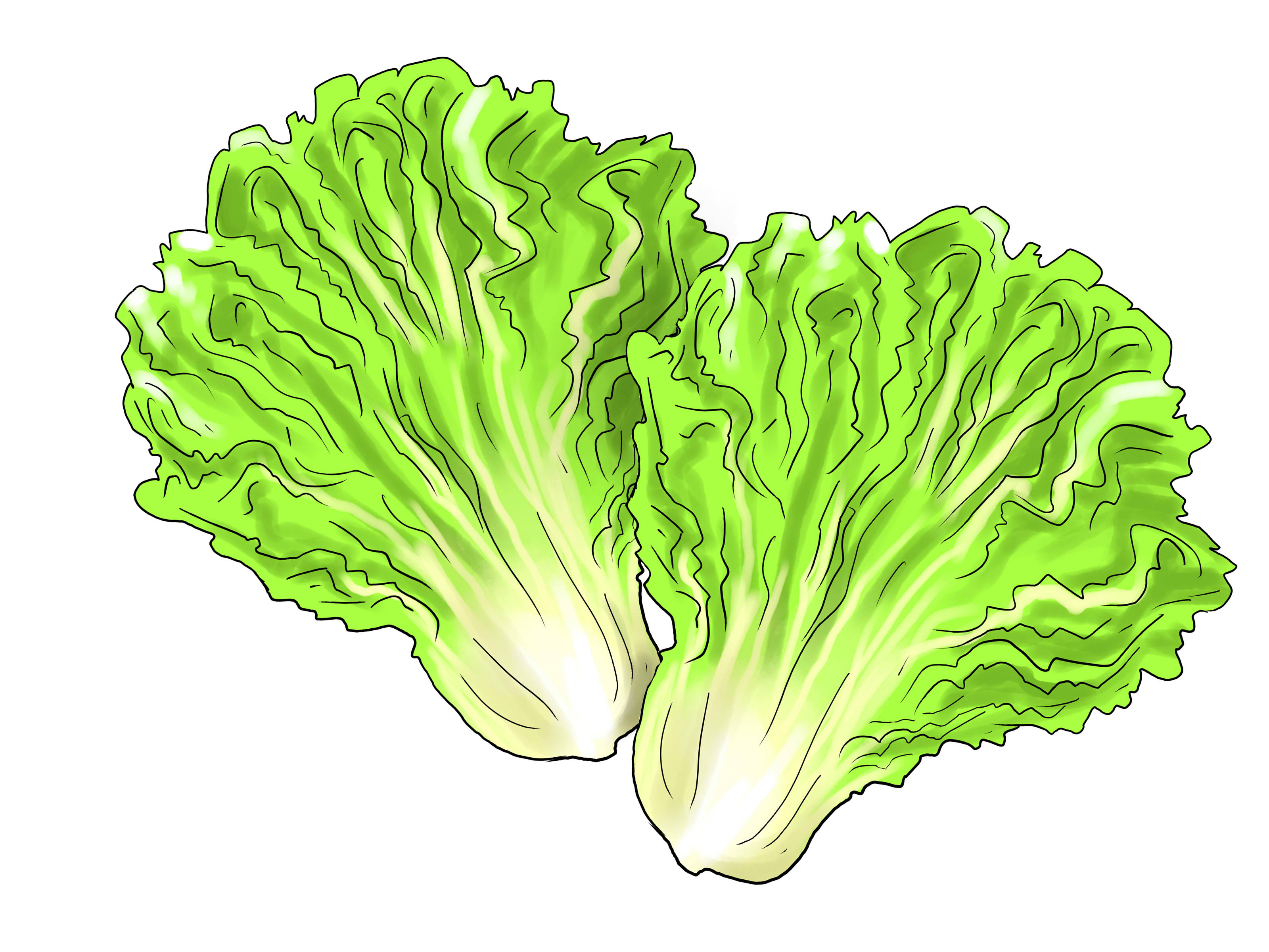 3200x2400 lettuce leaf clipart - Lettuce Leaf Drawing