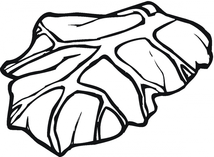 700x516 lettuce leaf coloring page - Lettuce Leaf Drawing