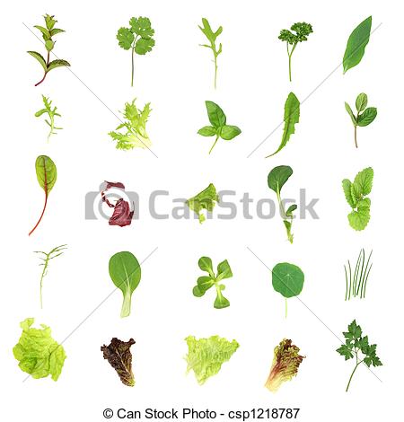 450x470 salad lettuce and herb leaves selection of fresh salad lettuce - Lettuce Leaf Drawing