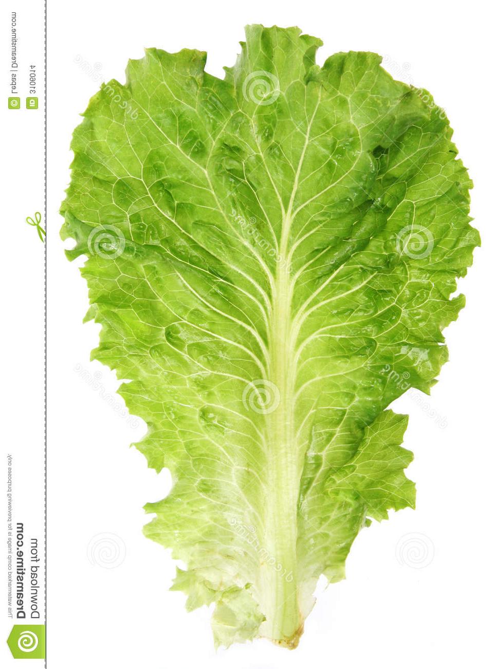 957x1300 best hd lettuce leaf clip art image free vector art, images - Lettuce Leaf Drawing