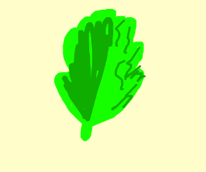 300x250 lettuce leaf - Lettuce Leaf Drawing