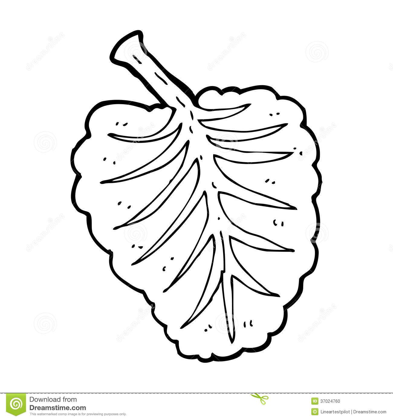 1300x1390 cartoon lettuce leaf sign stock illustrations, vectors, clipart - Lettuce Leaf Drawing