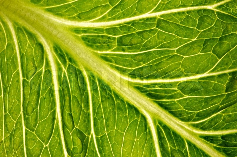 800x532 closeup shot of a lettuce leaf stock photo colourbox - Lettuce Leaf Drawing