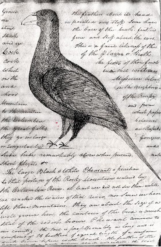 560x858 Lewis' Description And Drawing - Lewis And Clark Drawings