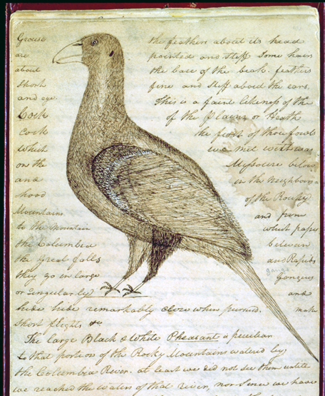 456x555 Sage Grouse Discovering Lewis Clark - Lewis And Clark Drawings