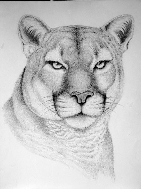 480x640 I Draw Wild Animal Faces And I Do Art Shows And License Some Of My - License Drawing