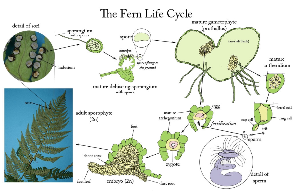 1050x667 Definition Fern Life Cycle - Life Cycle Drawing