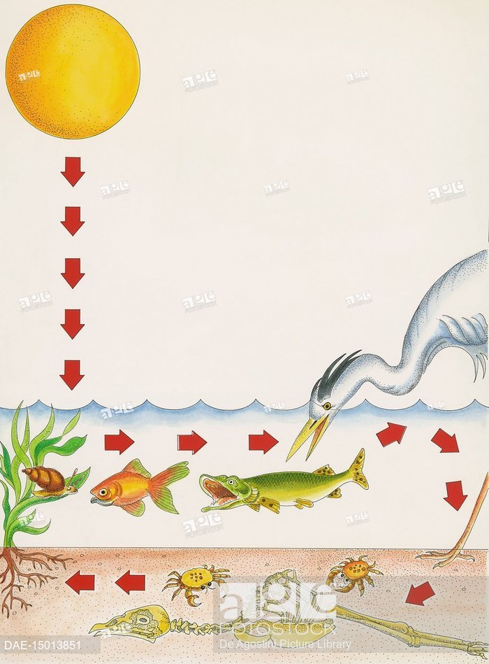 700x949 Diagram Of Life Cycle In The Aquatic Kingdom, Drawing, Stock Photo - Life Cycle Drawing