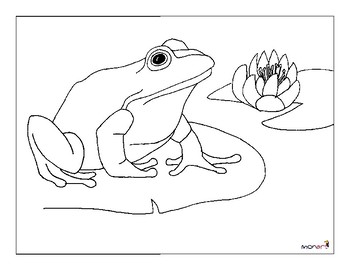 350x270 Frog's Life Cycle Drawing Project - Life Cycle Drawing