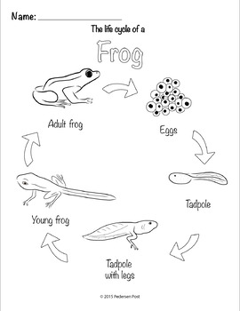 Life Cycle Drawing at PaintingValley.com | Explore collection of Life ...