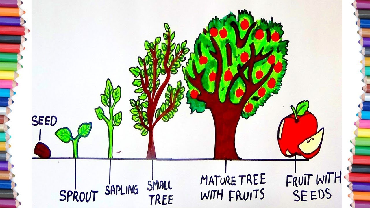 1280x720 How To Draw Life Cycle Of A Tree - Life Cycle Drawing